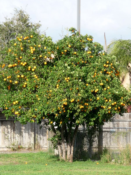 This orange tree has so many oranges