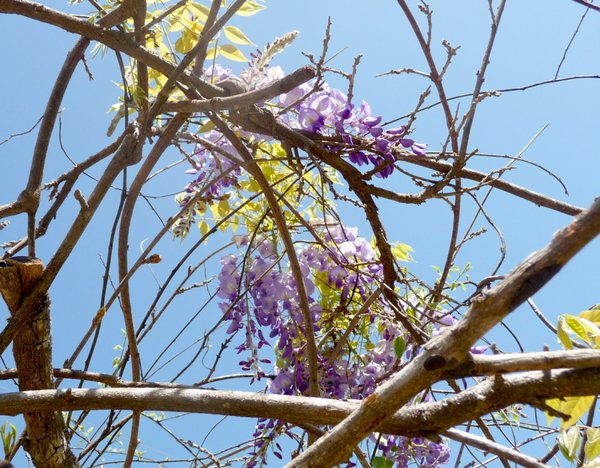 This wisteria was growing 