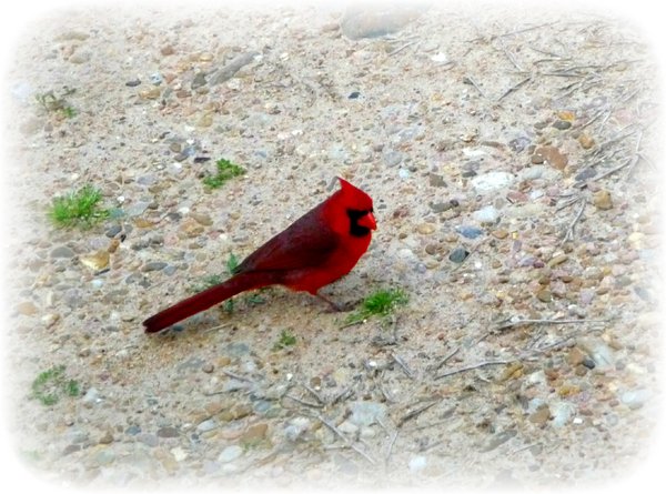 Cardinals are around, too!