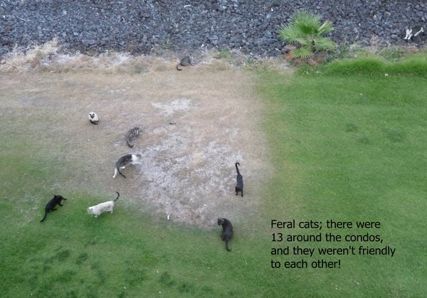 Feral cats are a problem in Hawaii