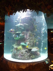One of several fish tanks in the Rainforest