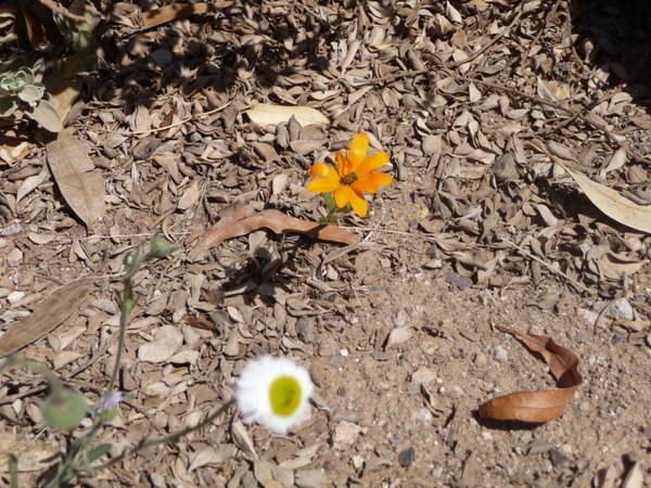 This little yellow flower was smaller