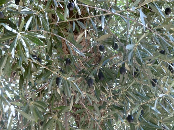 Olives on a tree.. (duh)