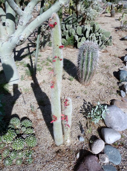 These were in the cactus garden