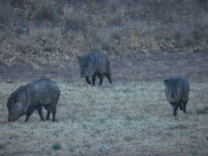 Javalinas at their finest!