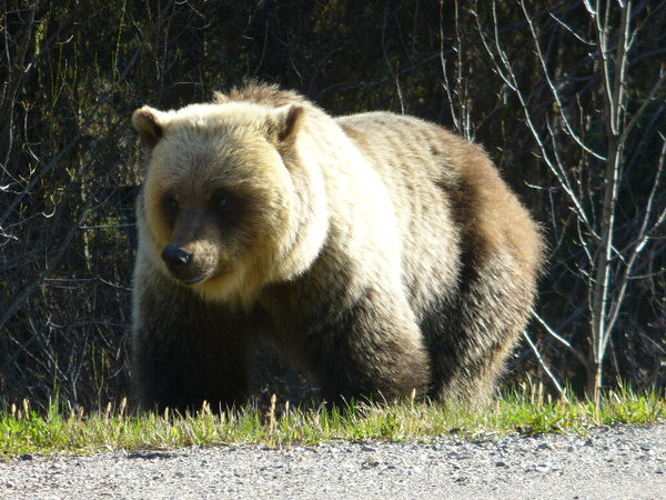 A grizzly that we spotted in