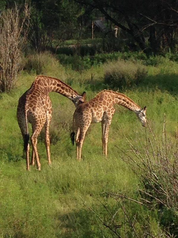 Giraffes grooming one another in the reserve