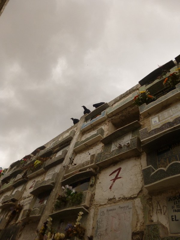 Vultures at Cementario General.