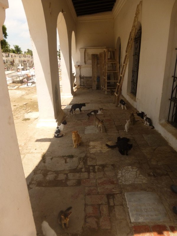 We also went to the cemetary in Mompox and found all these cats.