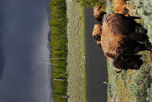 Bison Highway Yellowstone