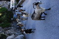 Goats, like any animal, get right of way in Corsica