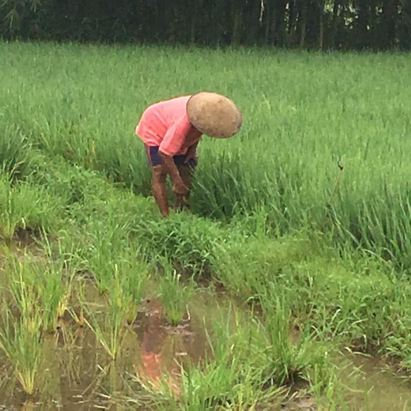 Rice farmer Borobudur 