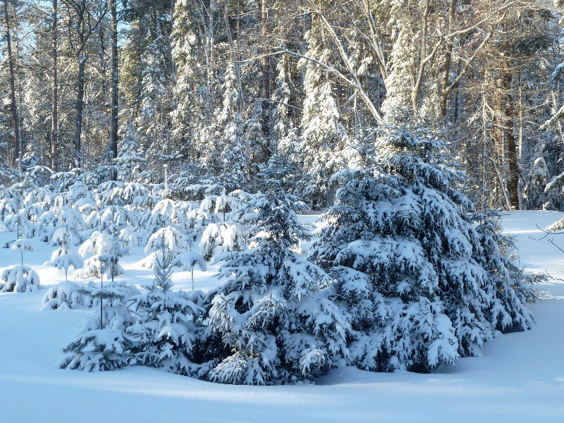 snowed under trees