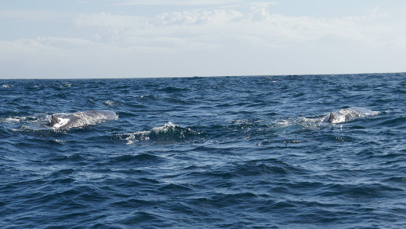 Tracking Sperm Whales