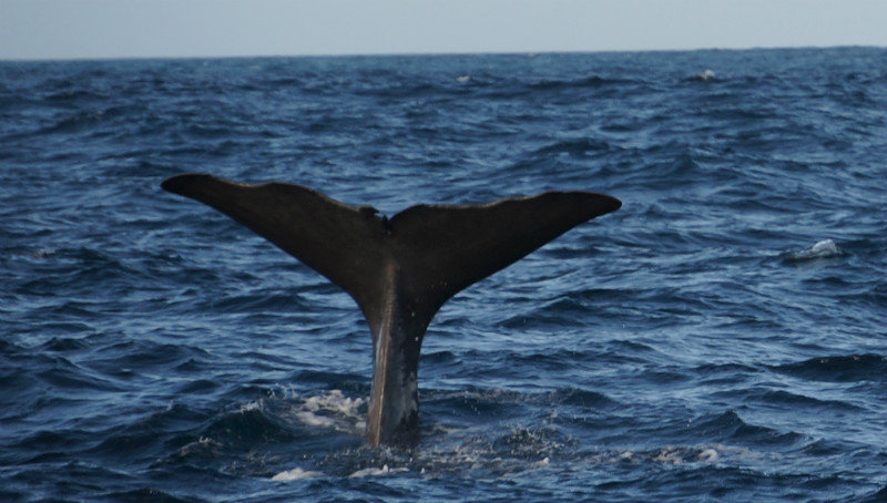 Sperm Whale Tail Fluke