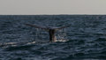 Sperm Whale Starting To Dive