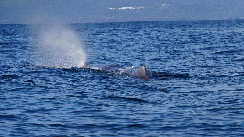 Tracking Bull Sperm Whale