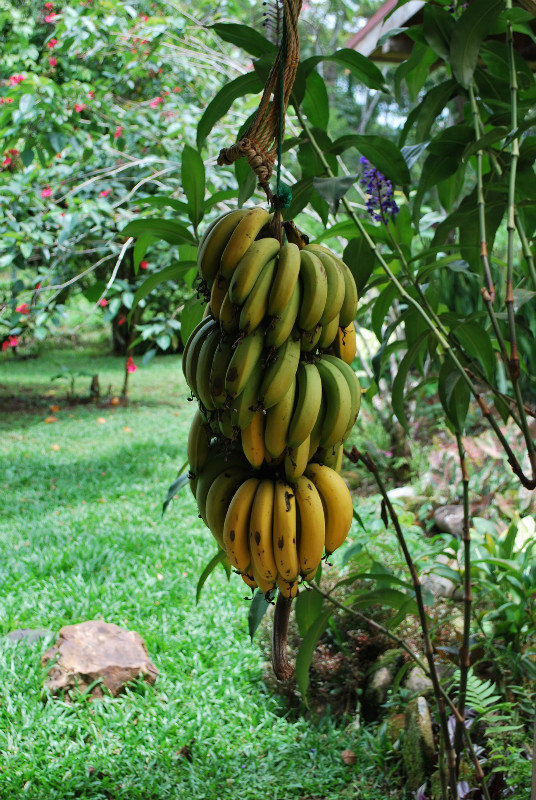 bananen voorraad - our stock of bananas