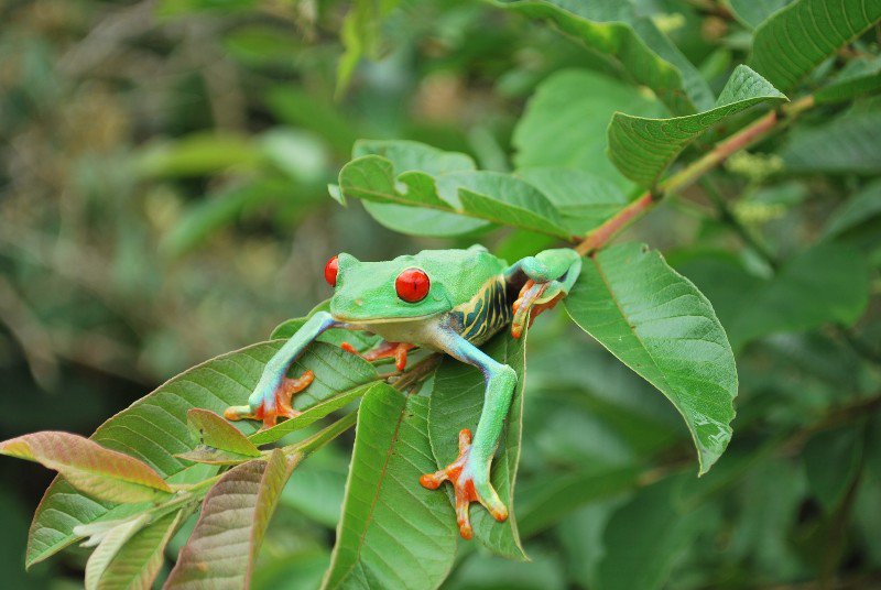 Costa Rica kikker - frog