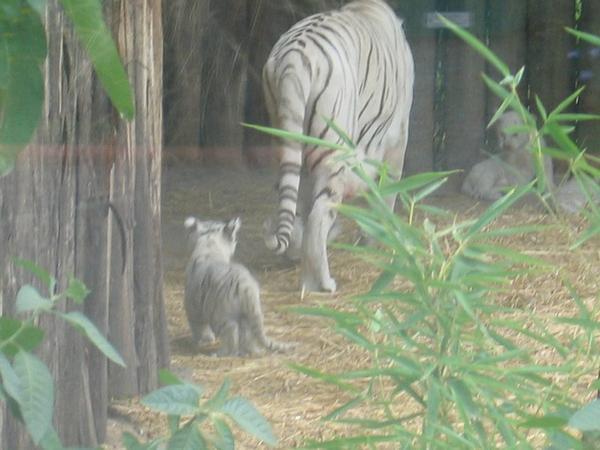 Cute cub following Mammy everywhere;