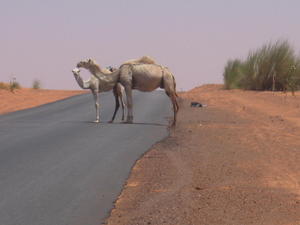 Traffic Chaos in Mauritania