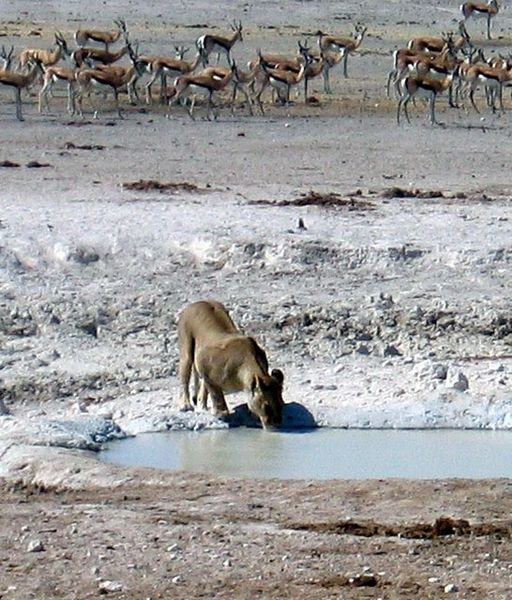 Lioness drinks from a waterhole
