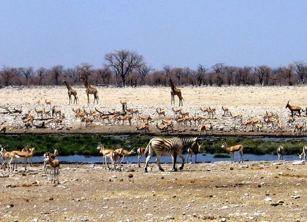 Etosha N.P, Namibia