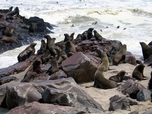 Cape Coast Seal Colony, Namibia