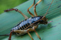Our first Weta