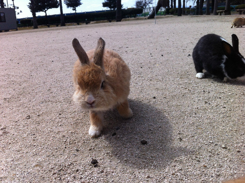 Here Come the Bunnies