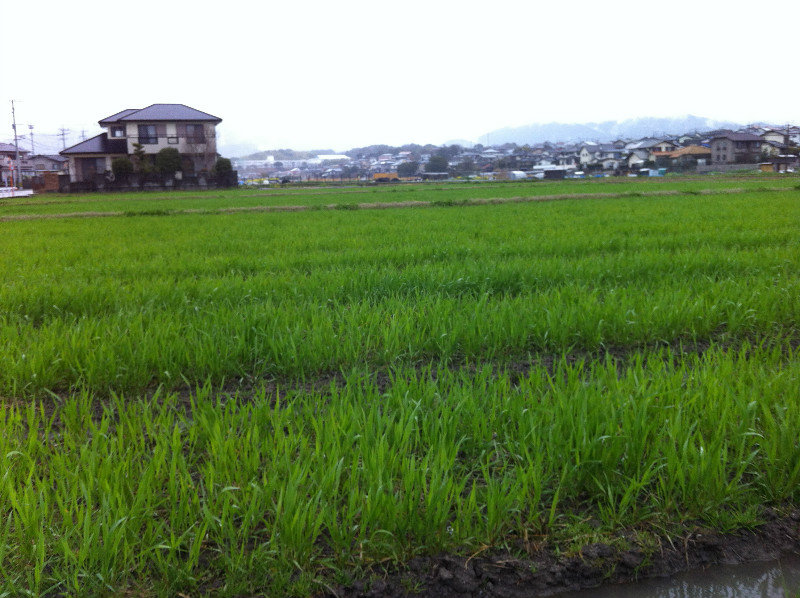 Rice Field Outside Dazaifu