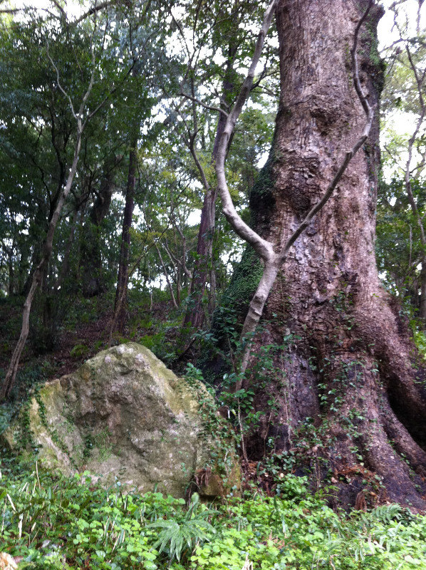 Dazaifu Forest