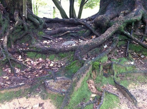 Mossy Roots