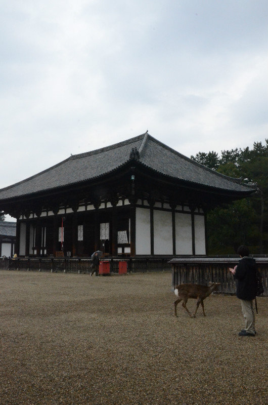 Deer at Kofuku-ji
