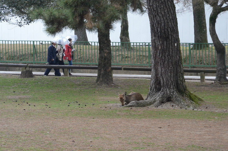 Deer in the Park