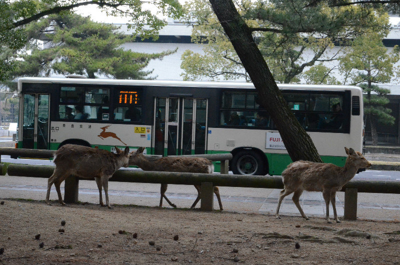 Deer and a Bus