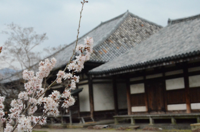 Ume Blossoms at Gango-ji