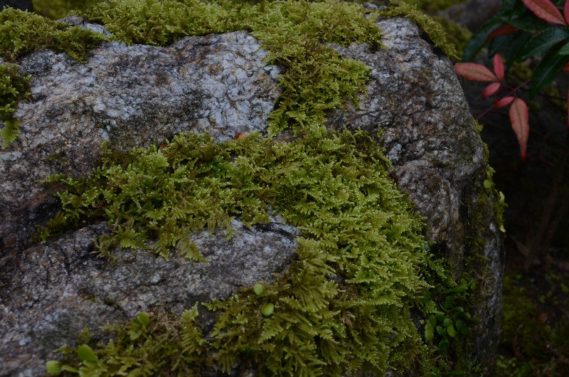 Rock and Moss