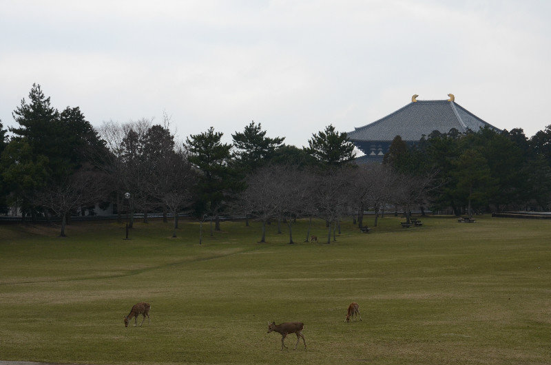 Todai-ji From a Distance