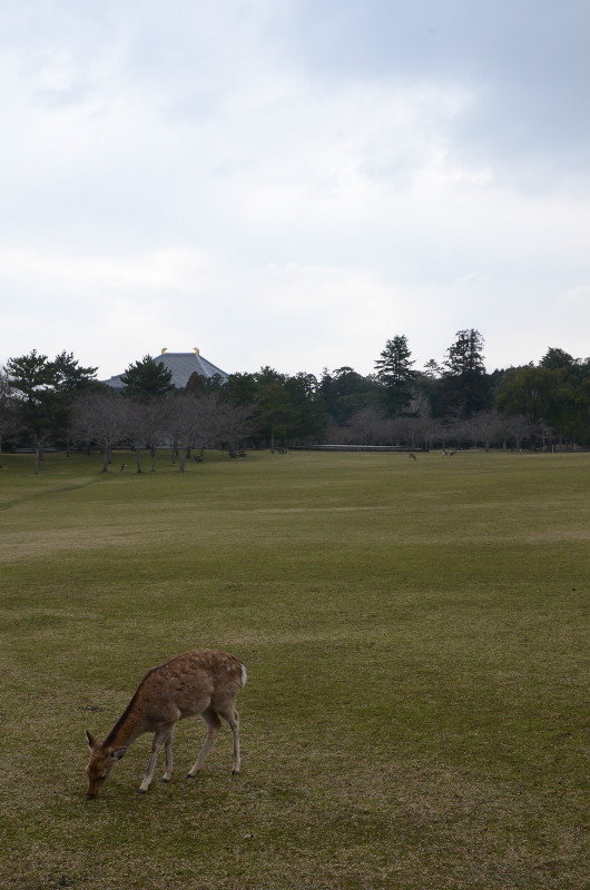 Deer Grazing with Todaiji in the Distance