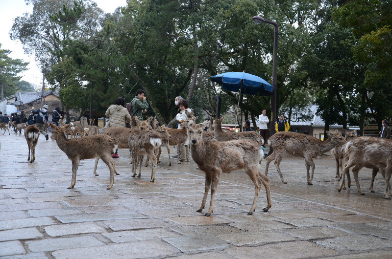 The Deer Outside Todai-ji