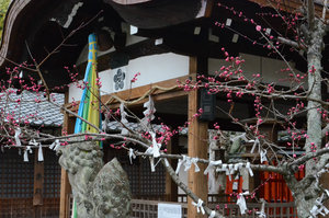 Blossoms and Fortune Tags at the Shrine