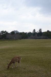 Deer Grazing with Todaiji in the Distance