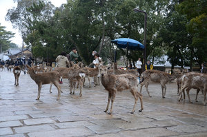The Deer Outside Todai-ji