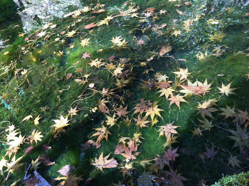 Leaves in a Mossy Pond