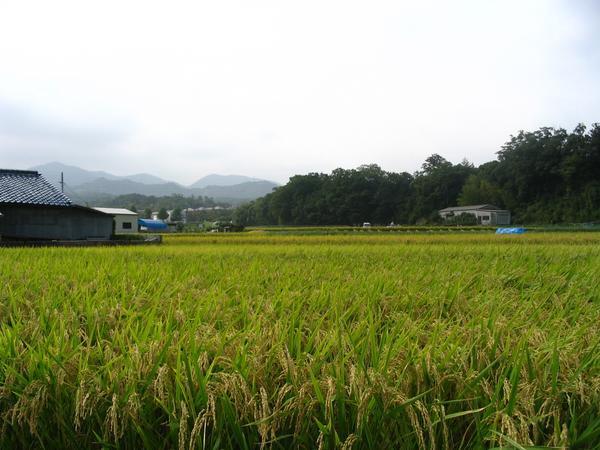 Tomoyasu Family Rice Field
