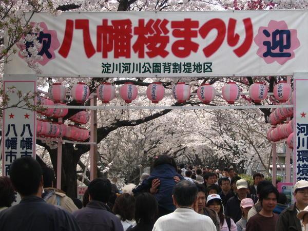 Yawata Hanami Festival