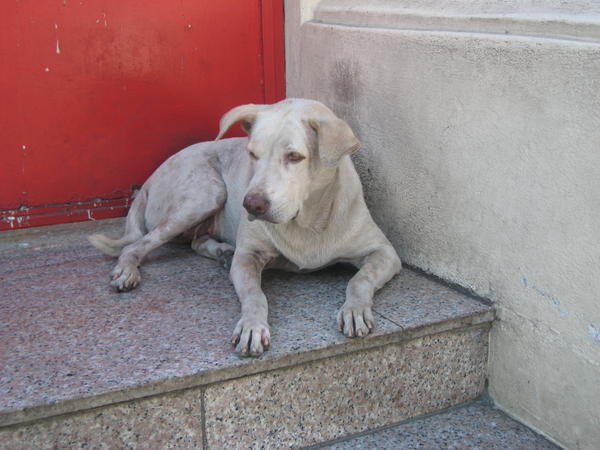 Stray Dog at the temple