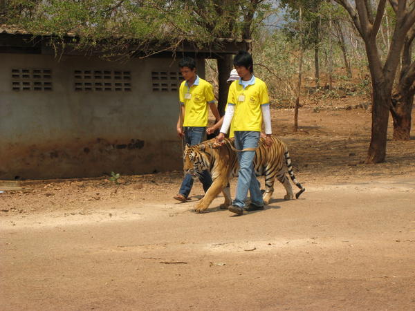 big kitty with her handlers