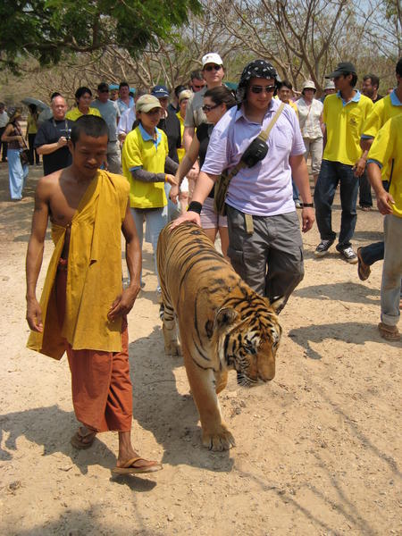 brendan walking with the big cats